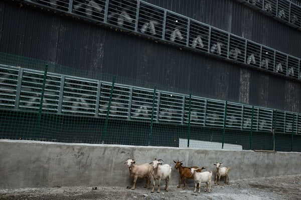 А это просто козы, которые ходят рядом с охлаждающими вентиляторами фермы криптовалют