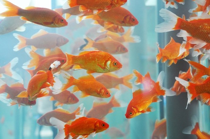 Золотые рыбки в домашнем аквариуме: уход, содержание, совместимость с другими рыбками