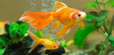 Золотые рыбки в домашнем аквариуме: уход, содержание, совместимость с другими рыбками